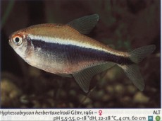 Sladkovodne akvarijske ribe  hyphessobrycon herbertaxelrodi