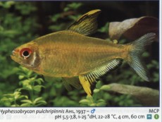 Sladkovodne akvarijske ribe  hyphessobrycon pulchipinnis
