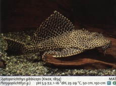 Sladkovodne akvarijske ribe  hypostomus gibbiceps