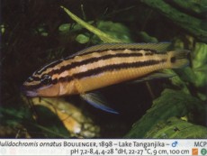 Sladkovodne akvarijske ribe  julidochromis ornatus