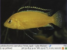 Sladkovodne akvarijske ribe  labidochromis jellow