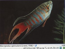 Sladkovodne akvarijske ribe  macropodus