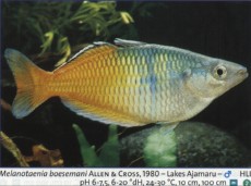 Sladkovodne akvarijske ribe  melanoa  bosmani