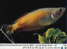 Sladkovodne akvarijske ribe  melanoatenia parkinsoni