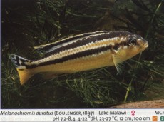 Sladkovodne akvarijske ribe  melanochromis auratus