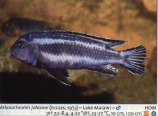 Sladkovodne akvarijske ribe  melanochromis johani