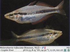 Sladkovodne akvarijske ribe  melanot  trifasciata