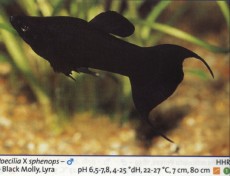 Sladkovodne akvarijske ribe  moli crn lira
