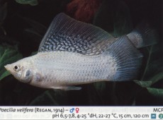Sladkovodne akvarijske ribe  moli sreb velifera