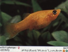Sladkovodne akvarijske ribe  moli zlat
