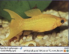 Sladkovodne akvarijske ribe  molly zlati