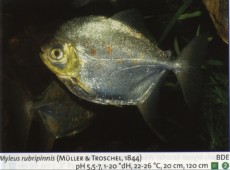 Sladkovodne akvarijske ribe  myleus rubripinnis