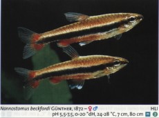 Sladkovodne akvarijske ribe  nannostomus beckfordi