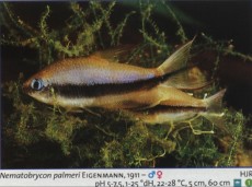 Sladkovodne akvarijske ribe  nematobrycon palmeri