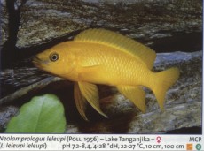 Sladkovodne akvarijske ribe  neolamprologus leleupi