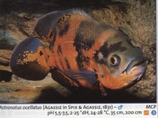 Sladkovodne akvarijske ribe  oskar rdec 001
