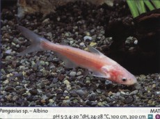 Sladkovodne akvarijske ribe  pana albino