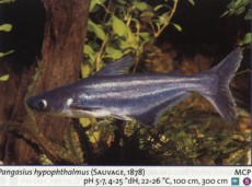 Sladkovodne akvarijske ribe  pana suschi