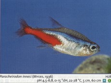 Sladkovodne akvarijske ribe  paracheirodon innesi