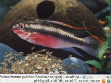 Sladkovodne akvarijske ribe  pelvicachromis pulcher