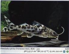 Sladkovodne akvarijske ribe  pimelodus pictus