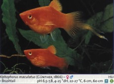 Sladkovodne akvarijske ribe  platy 2