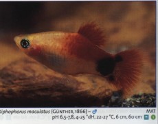 Sladkovodne akvarijske ribe  platy mikimaus