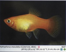 Sladkovodne akvarijske ribe  platy oranz