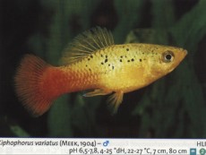Sladkovodne akvarijske ribe  platy variatus