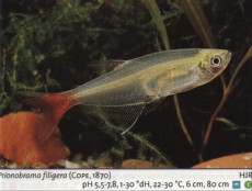 Sladkovodne akvarijske ribe  prionobrama filigera