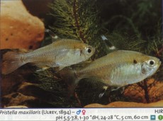 Sladkovodne akvarijske ribe  pristella maxillaris