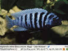 Sladkovodne akvarijske ribe  pseudotropeus zebra1