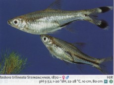 Sladkovodne akvarijske ribe  rasbora trilineata
