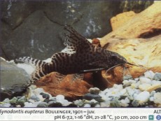 Sladkovodne akvarijske ribe  synodon eupterus