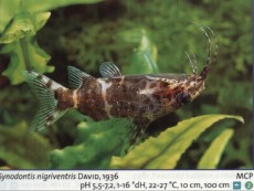 Sladkovodne akvarijske ribe  synodon nigriventis