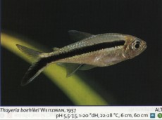 Sladkovodne akvarijske ribe  thayeria boehlkei