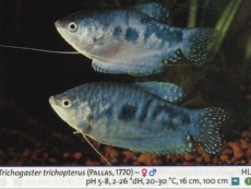 Sladkovodne akvarijske ribe  trichogaster moder 1