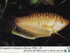 Sladkovodne akvarijske ribe  trichogaster zlat