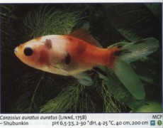 Sladkovodne akvarijske ribe  zlata shubunkin