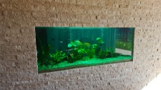 JADRAN - morski organizmi montaza akvarija v steno